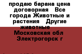 продаю барана цена договорная - Все города Животные и растения » Другие животные   . Московская обл.,Электрогорск г.